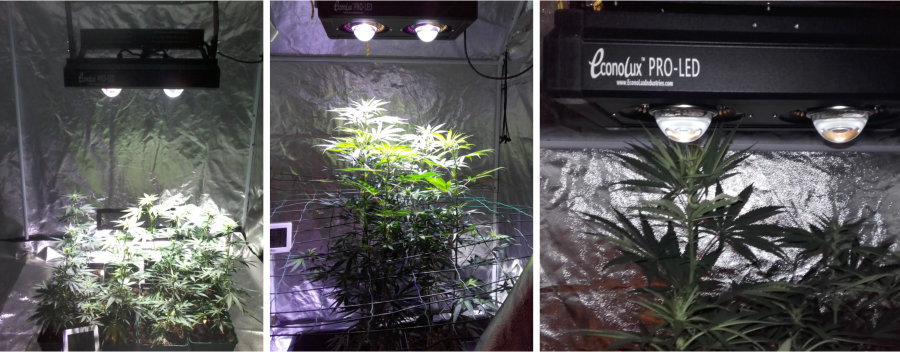 French Cannabis Grow Test at various stages
