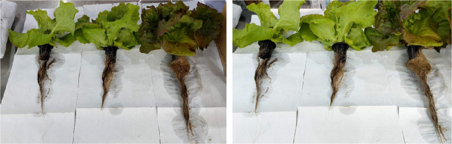 Representative samples of Lettuce grown under McCree Curve lights